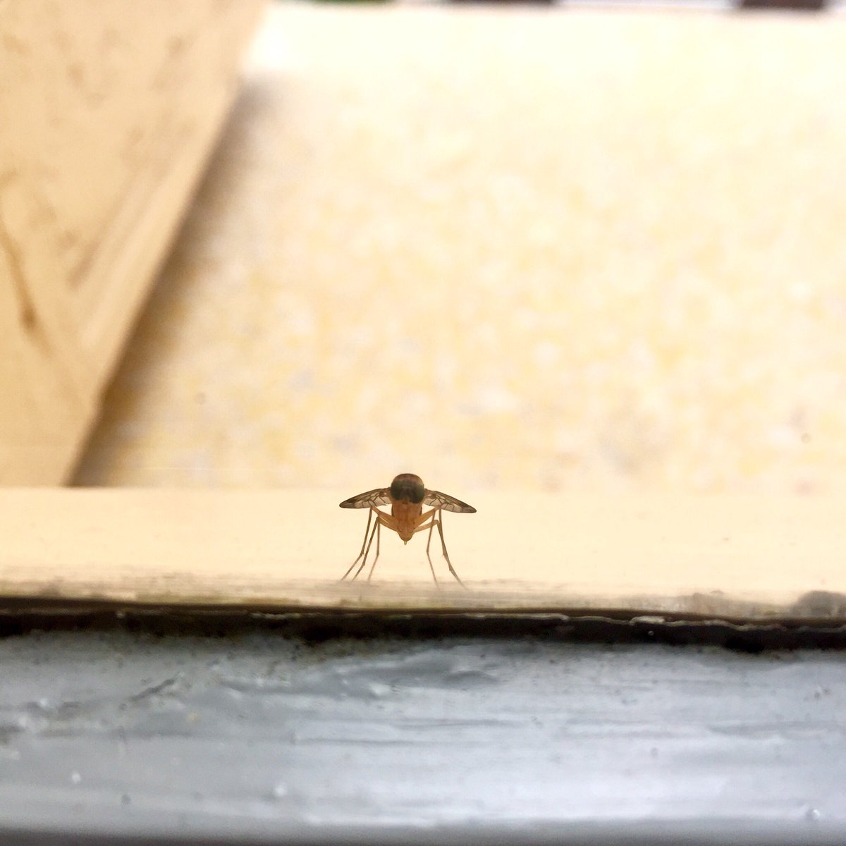 Anaislu8376's tweet photo. Ça fait plus d’une heure qu’il est là, c’est carrément du harcèlement. Il a même tenté d’entrer par la grille d’aération. #BalanceTonMoustique #Moustique #Delautrecôtédelafen��tre https://t.co/gcPxW6Yr5n