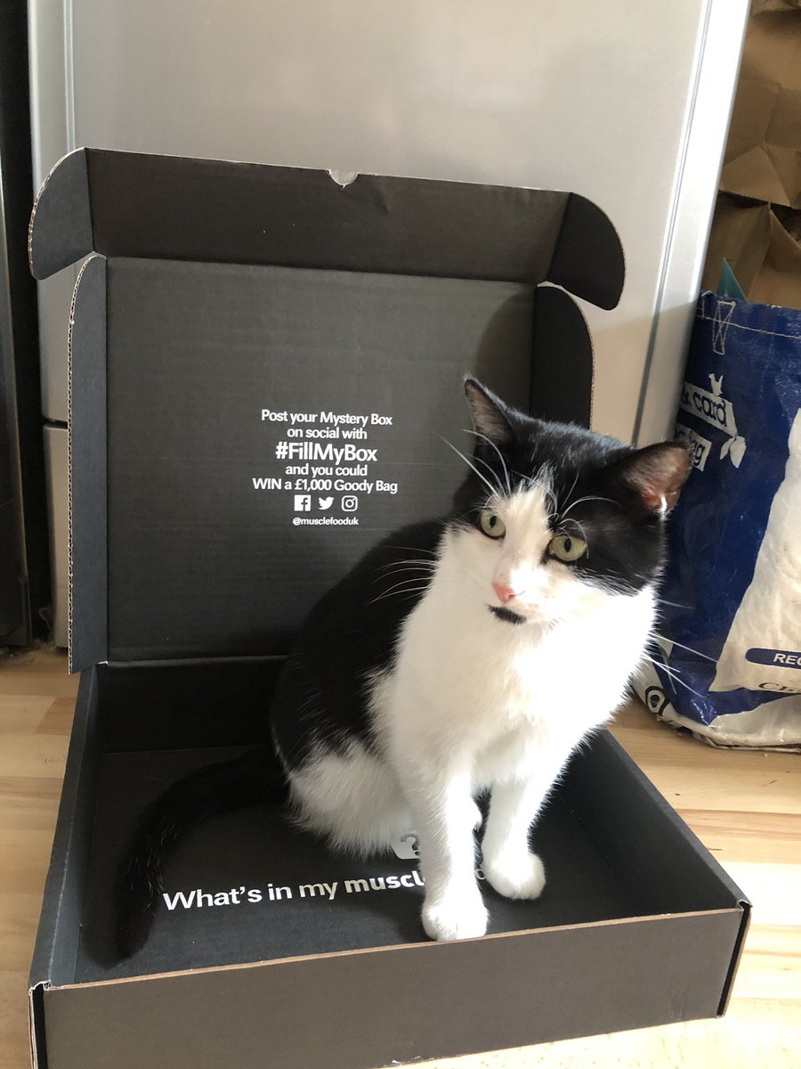 HarryDalton1996's tweet photo. #FillMyBox  Bit confused to open my box and find a cat sitting there.. but thanks @MuscleFoodUK 🤷‍♂️ https://t.co/OGkpiai111