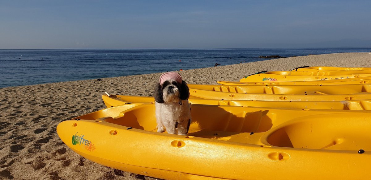 ADNSummer's tweet image. The cutest escapader in tow! 😍

Look, @aldenrichards02 @mainedcm, at our baby Thea! Instant baby ng escapaders. Haha

Thanks to her hoomans for bringing her along!
#ADNSEHulingTampisaw