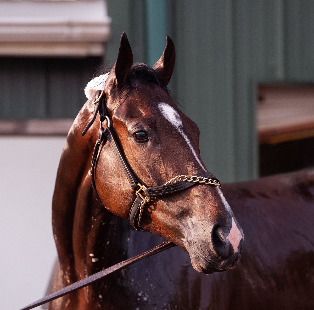 KellyRubley's tweet photo. What an amazing experience it was to participate in The Preakness! Overwhelmed by the amount of support we received. Didn’t turn out as we had hoped but most importantly Alwaysmining came back safe and sound! #Preakness144 #runnymederacing #kmrracing #Alwaysmining https://t.co/VYAP44cPXy