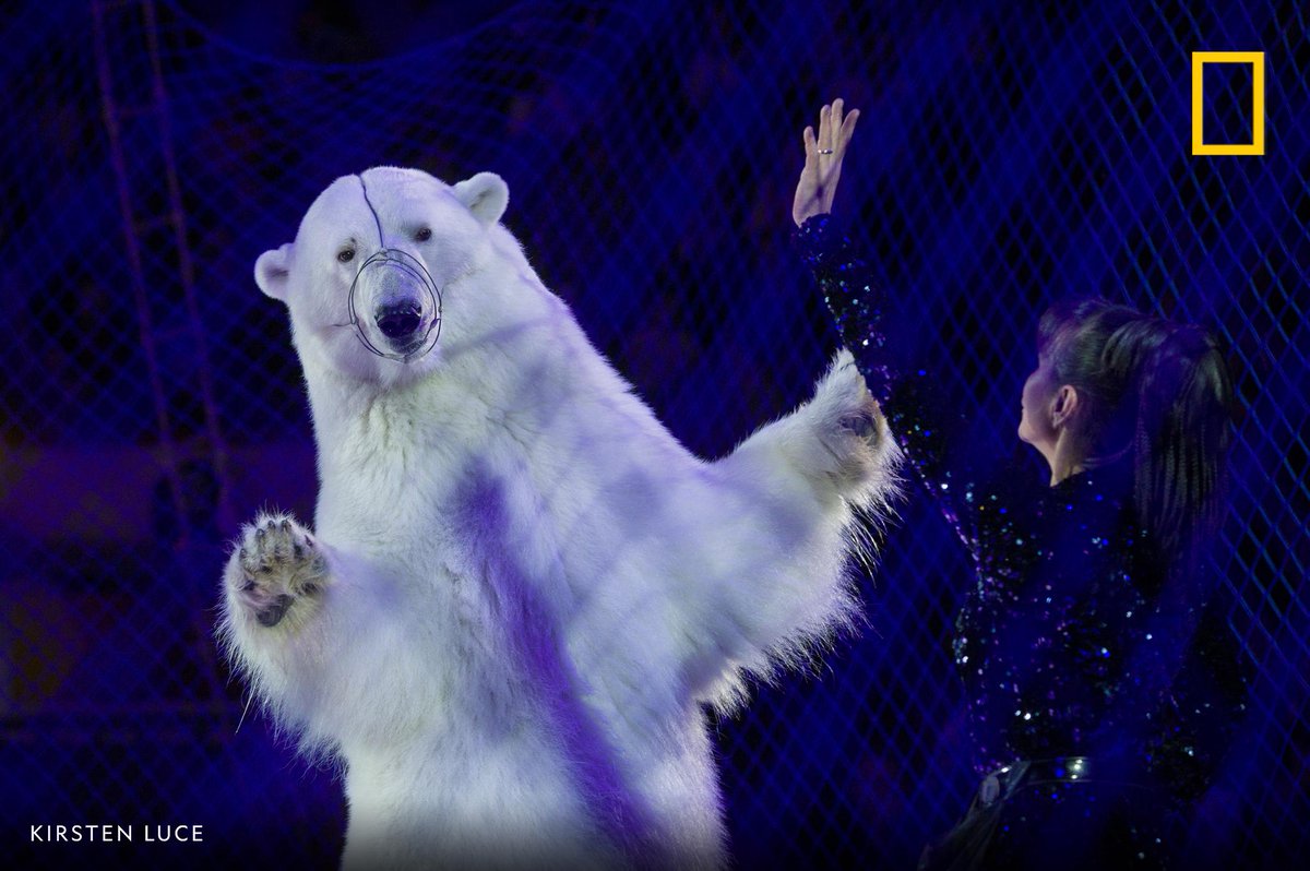 Behind netting, a polar bear dances at a circus in Russia. Performing polar bears are extremely rare, but at this show, four bears wear metal muzzles, performing tricks on the ice on.natgeo.com/2w5IgKd #NatGeoWildlifeTourism