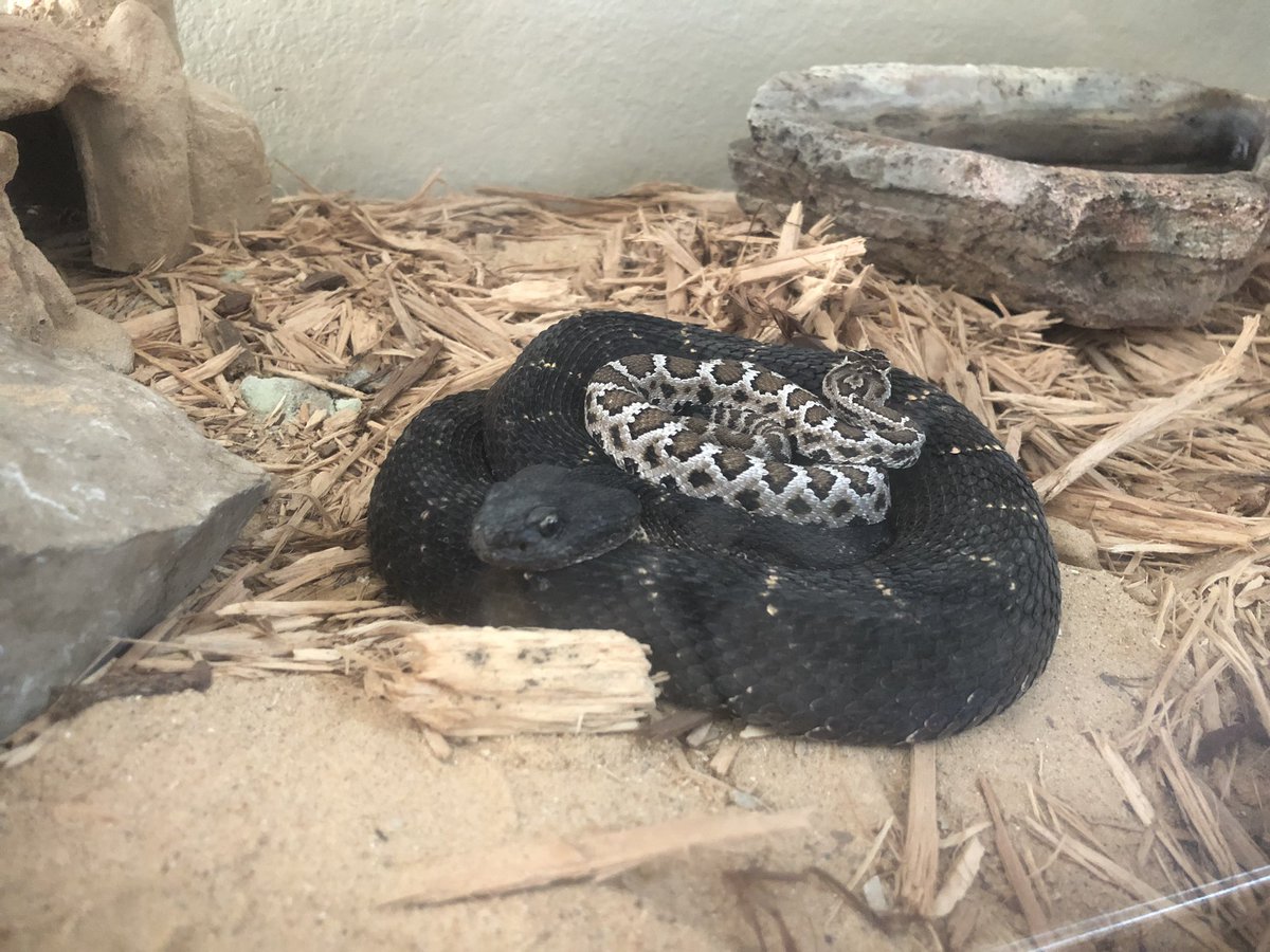 MalloryRoelke's tweet image. Our rattlesnakes cuddling #snakecuddles #snek #herps #sundaysnuggles