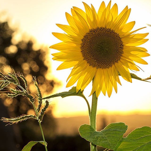 tarachatzakis's tweet photo. Sunshine helps boost the immune system, helps the brain to grow and the body fight disease.
It's not just for plants!
We love the sunshine!! πβ€π
Get outside and soak up those rays! πβ€π #wildchakra #organic #organiccotton #clothing #IsleofWight β¦ https://t.co/MLPSFovtuv https://t.co/V1EyEB20EB