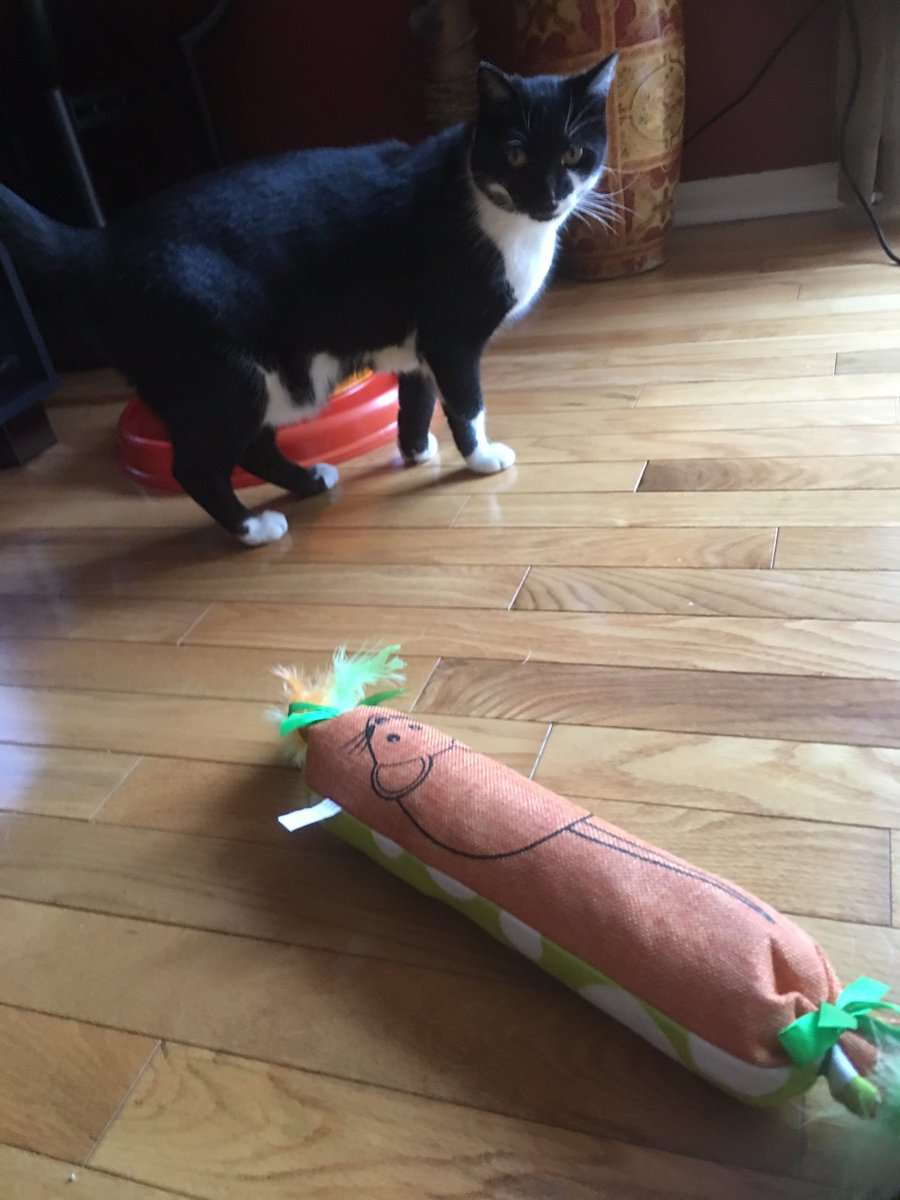 GChristCLE's tweet image. One week until Cancun, so naturally my guilt cat toy buying has begun. 😻 #TinyCat