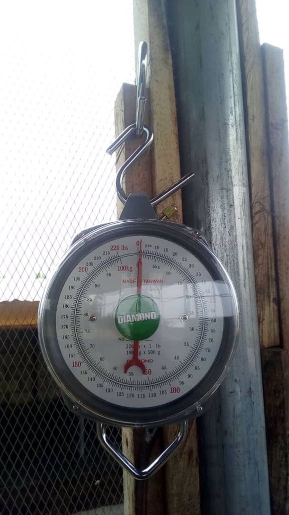 OlawaleJRFarms's tweet photo. After pilot production and good feedback from buyers- we are taking off officially at our feedmill project and our production focus for now is #LayersMash, we are open to add more poultry farmers to our clients, FREE DELIVERY to Kwara and Oyo states. #Agribusiness https://t.co/X6T3Of9M65