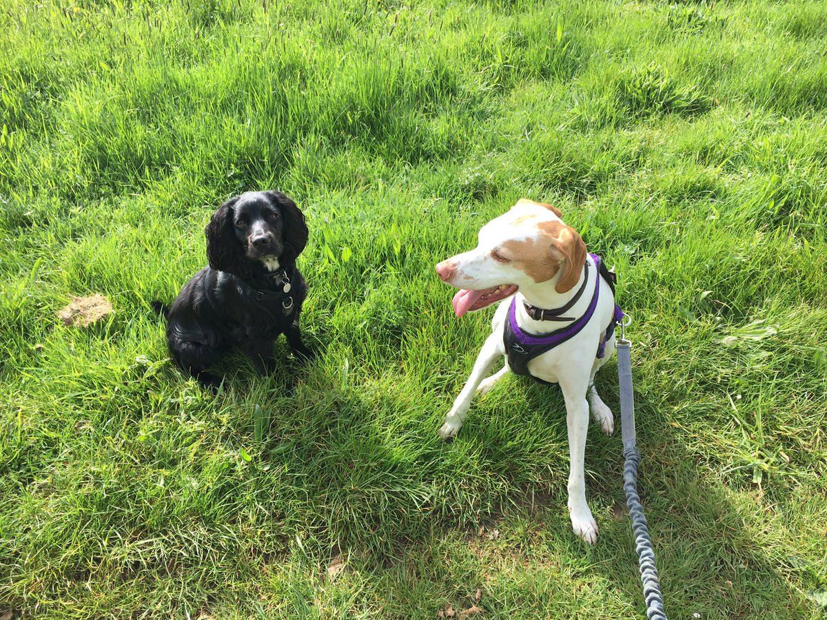 akinlosskid's tweet photo. @ProvizSports Iβm biased #PointerX and #Spaniel #runningpals πππππββοΈπββοΈ https://t.co/CKRgqMMzv4