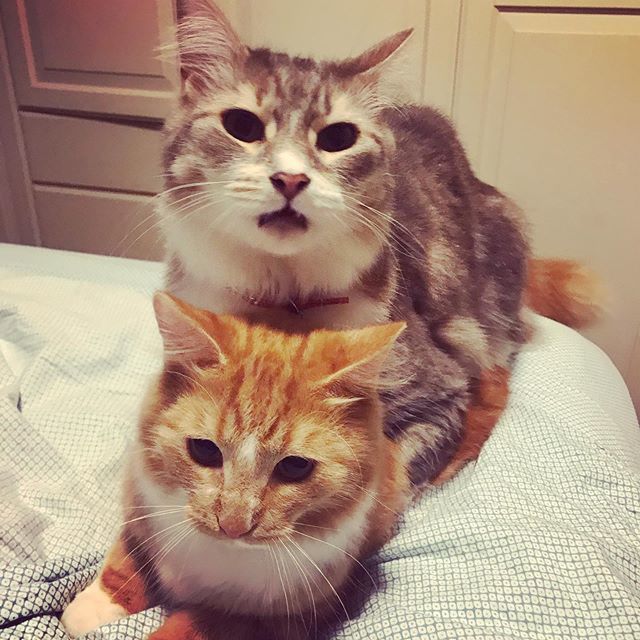maddymedlycott's tweet photo. This piggy back ride is not living up to Auroraโs expectations... ๐ฆ๐น#doubledecker #catbus #piggybackride #cats #catsofqld #catsofinstagram #catstagram #catsofbrisbane https://t.co/esGaoJyWel https://t.co/AT1tjdYFRm