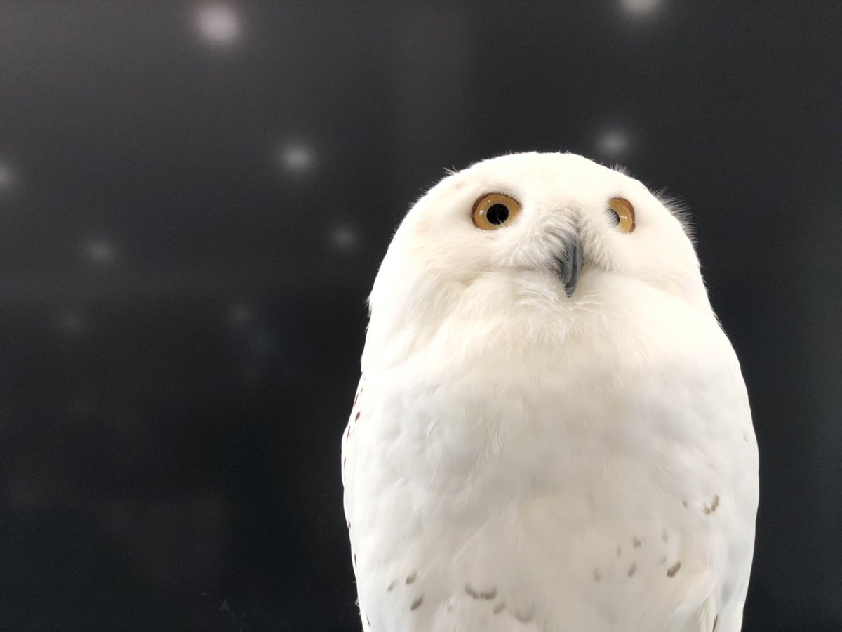 湘南ふくろうパーク 湘南ふくろうパークの最小ふくろう あかすずめふくろうのスズちゃん 現在 湘南茶屋 ふくろうルームにいる 白フクロウの スノーちゃん 暑さに負けずに みんなに会えるの楽しみにお待ちしてます 白フクロウ アカススメ