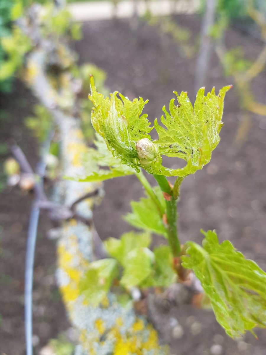Objectif_Vin's tweet photo. Dans les jardins de la Maladrerie @MalaStLazare #Beauvais vous trouverez des vignes. Pour la fête des Pères le 16 juin nous vous ferons déguster gratuitement des #vins. Venez nombreux !
@visiterbeauvais @villedebeauvais https://t.co/UMM2nAZDbV
