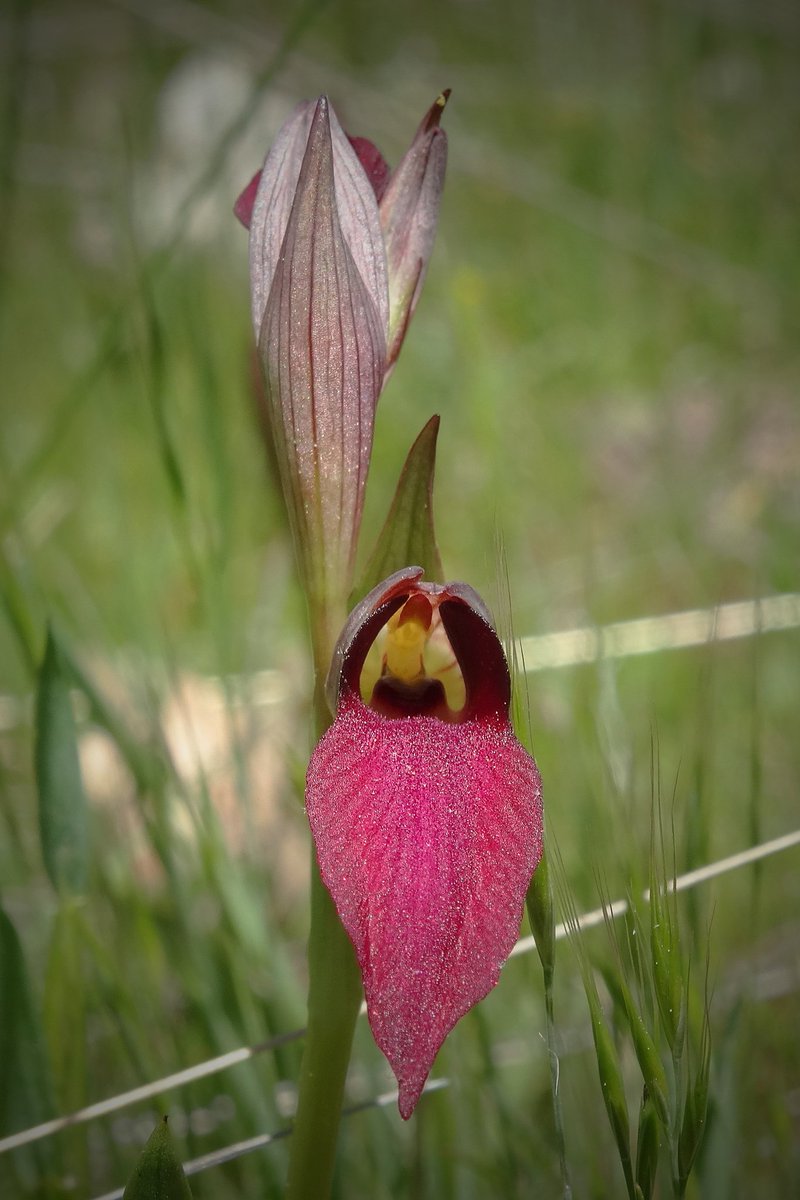 Naturalmonte's tweet photo. Una de las joyas de la Sierra de Guadarrama, la orquídea Serapias Lingua. https://t.co/K2oTRXZOBT