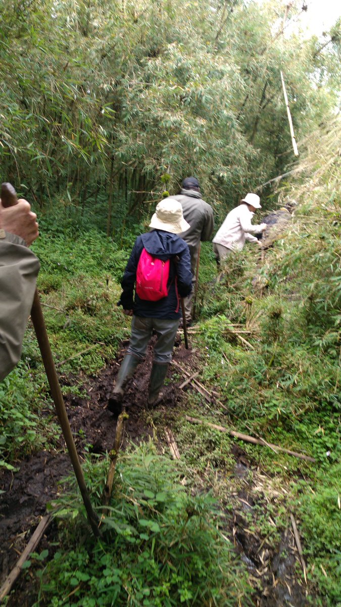 gatjmv's tweet photo. Done with Gorillas visit #DiplomaticExcursion #Rwanda https://t.co/V3cSVH9YqN