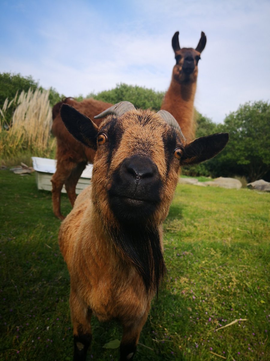 On est avec notre crew ! #ladislava #lama #GOAT