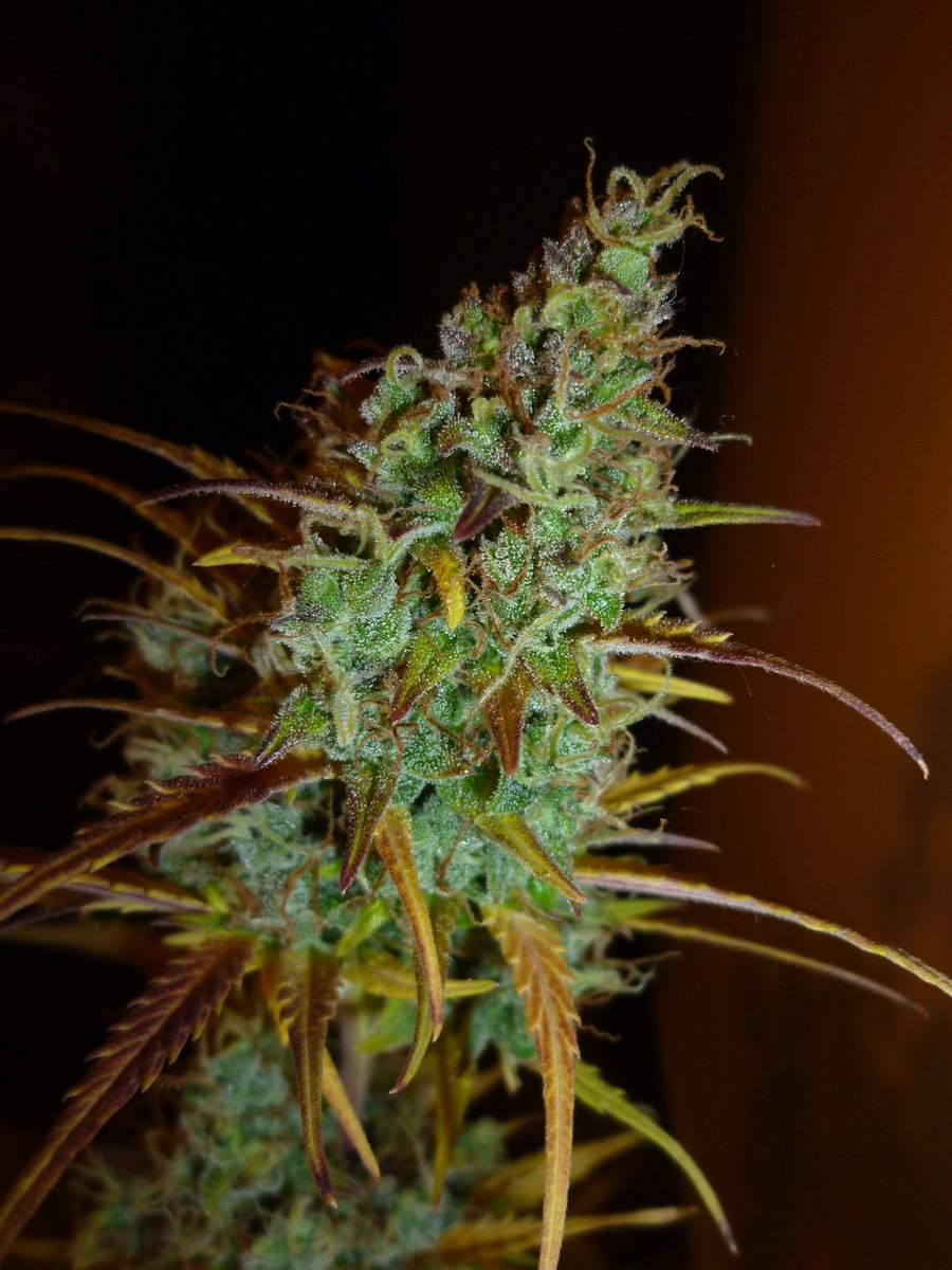 StephandjoG's tweet photo. #akfullauto from @SumoSeeds
Harvested on day 84.
Your own little jungle π
A nice stretch, easy to grow, top π
#sumoseeds #growyourown #growdiaries #autoflo #autoflowering #ledgrowlight https://t.co/zdDUttxQkM