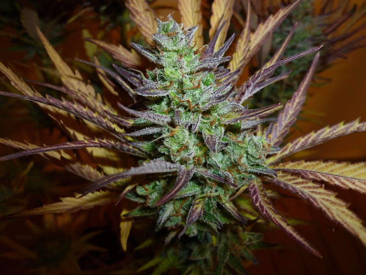 StephandjoG's tweet photo. #bluedreammatic from @Fast_Buds
Harvested on day 83.
Colors from that strain are gorgeousπ
Compact and easy to grow π
#fastbuds #growyourown #growdiaries #autoflo #autoflowering #ledgrowlight https://t.co/3eVccDxaPL