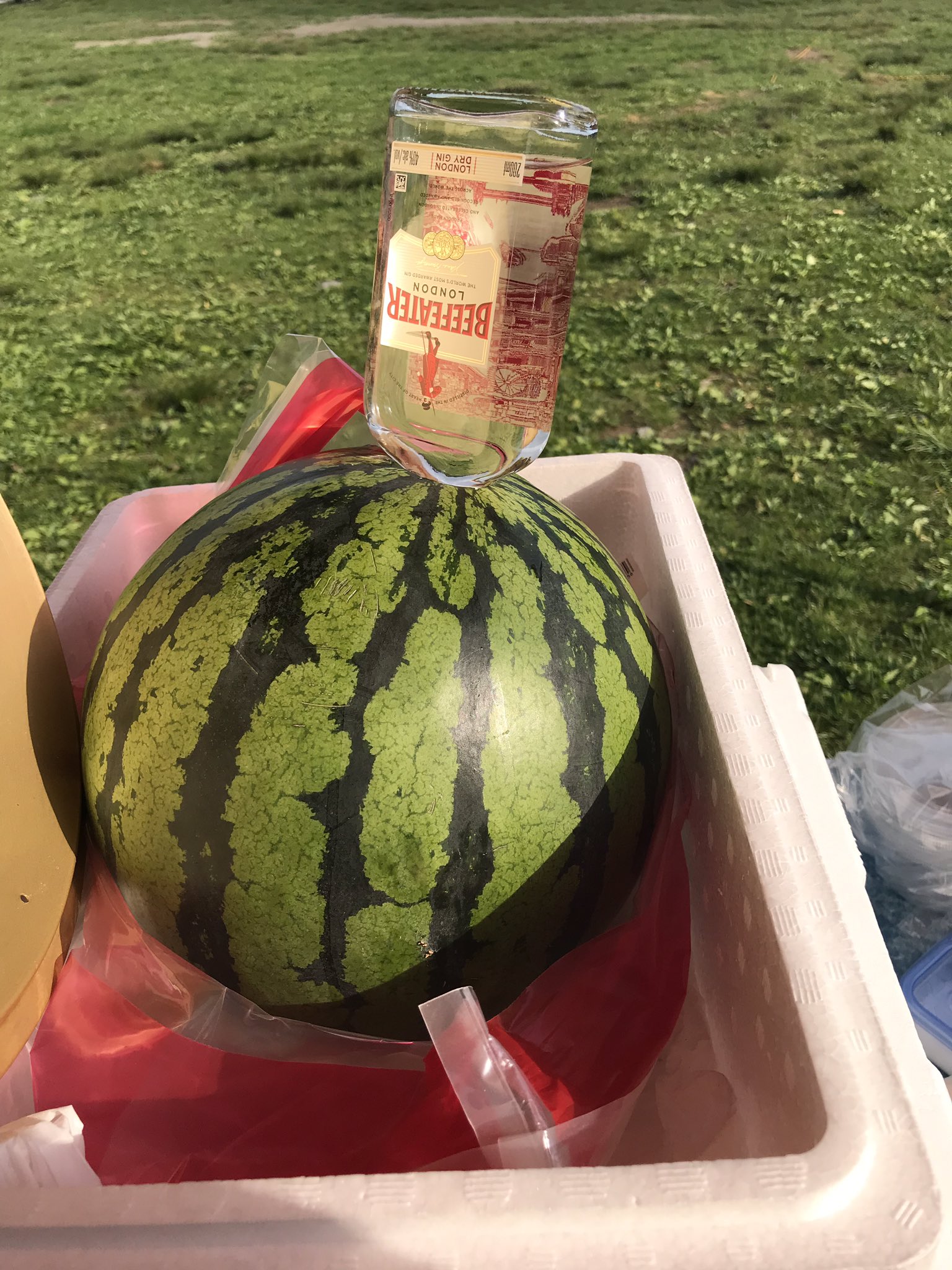 スイカさん（╹◡╹）大きい（╹◡╹） Amazon.co.jp: 大栄スイカ 3L-4Lサイズ 鳥取県産 大玉スイカ
