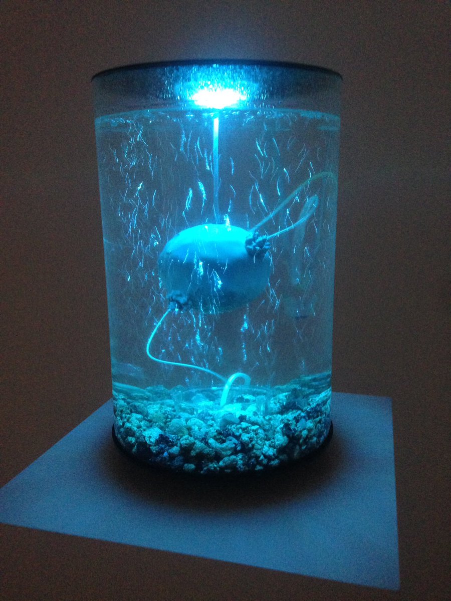 roiiroiiro's tweet photo. #wrobiennale2019 opend this week... it's a great honour to be there with project #aqua_forensic and be part of the group show with excellent @AnnaDumitriu and @alexmayarts and their #ArchaeaBot .... https://t.co/kwRzjTaaT3