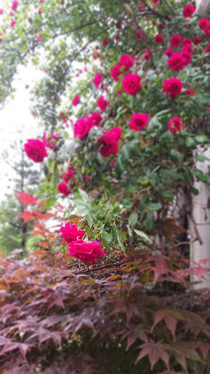 우중 산책길 담다 ~