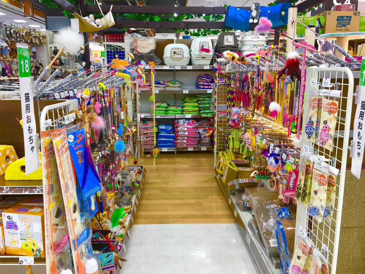 kento_spectrum's tweet photo. wow there are many kinds of toys for cats in Japan's home improvement store.
#Japan #pets #toys #cats #Unidy https://t.co/U8nyUeD124