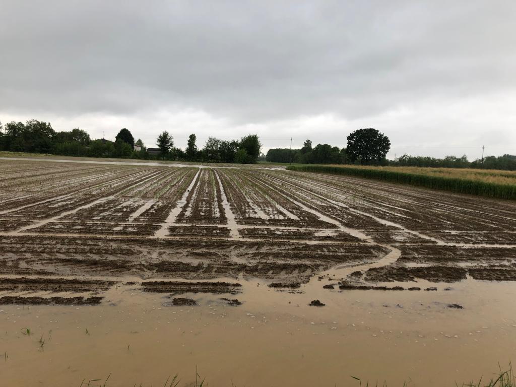 ColdirettiVene1's tweet photo. Capezzagne come fossati, campi di mais che sembrano risaie, la morte del granoturco per asfissia: scene di maltempo dal Veneto #maltempo #veneto #campagna #agricoltura https://t.co/dNo3OrV6K6