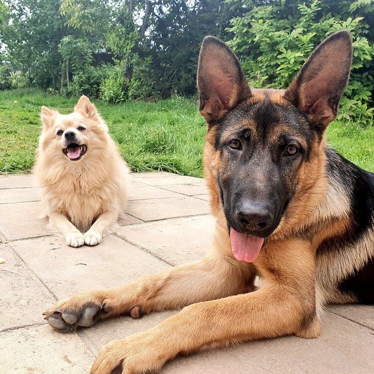 JasRubyy's tweet photo. Baba-Pota🐾💙 The 9 year age gap really affects their relationship. Shaan wants to rest, Babbar wants to play. Got them to lay together by showing them Cheese & saying "Wait✋"
#GoodBoys #GermanDogs #GermanSpitz #GermanShepherd #PretentBestFriends #FakeFriends #Puppy #Doggies🐾 https://t.co/4KQIsTftZS