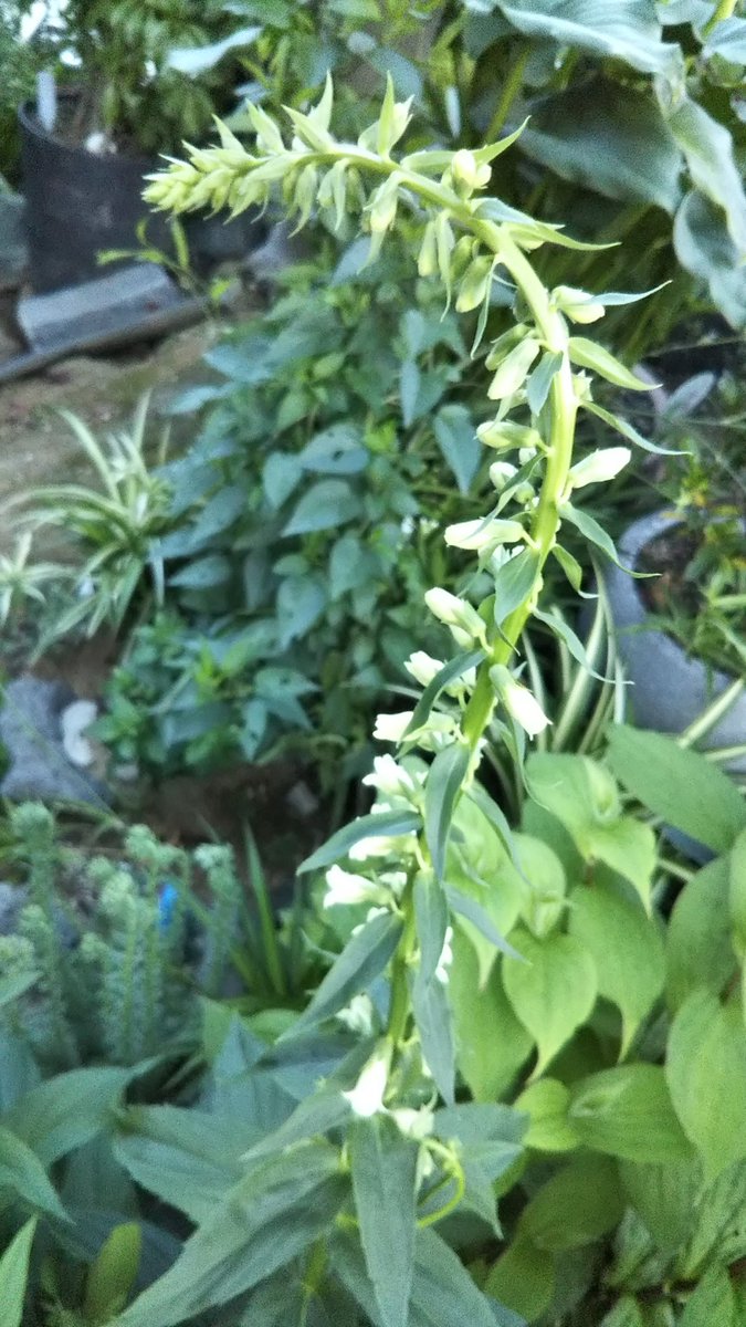 Top Tweets For もうすぐ咲きそう Instalker