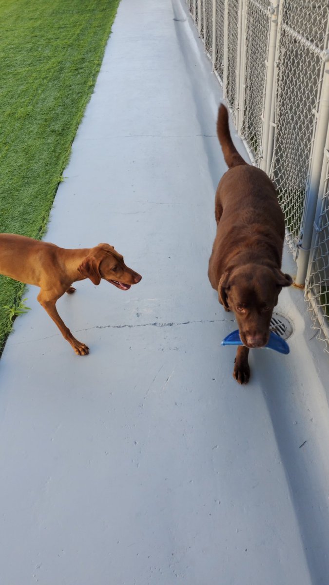 Dogs getaway tweet media