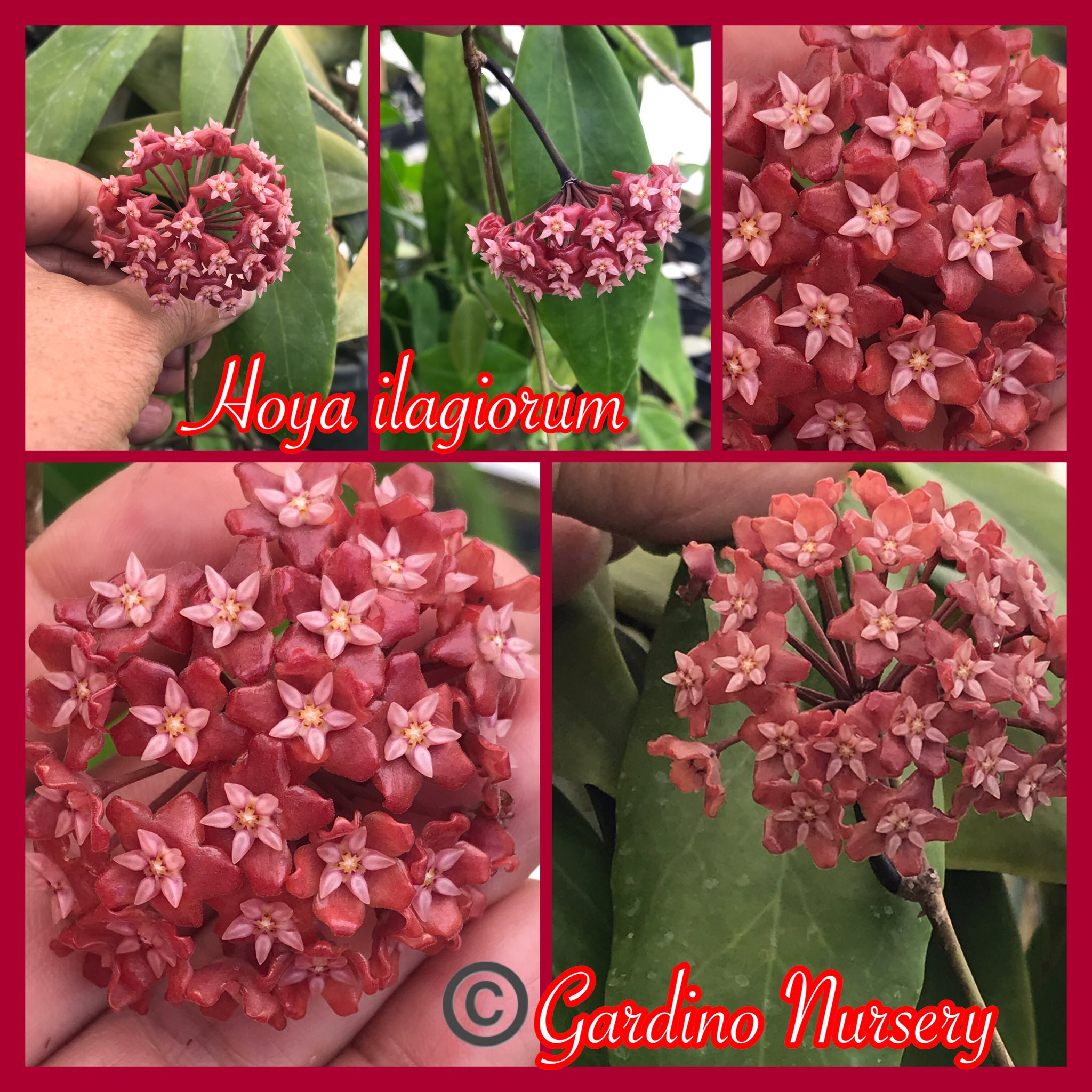 Hoya Plants على X: Hoya Plants على X: