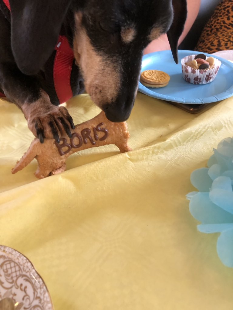 BorisDachshund's tweet photo. I am at the #SausageDogTeaParty19 - lots of yummy treats! https://t.co/oaXr7a4wJp