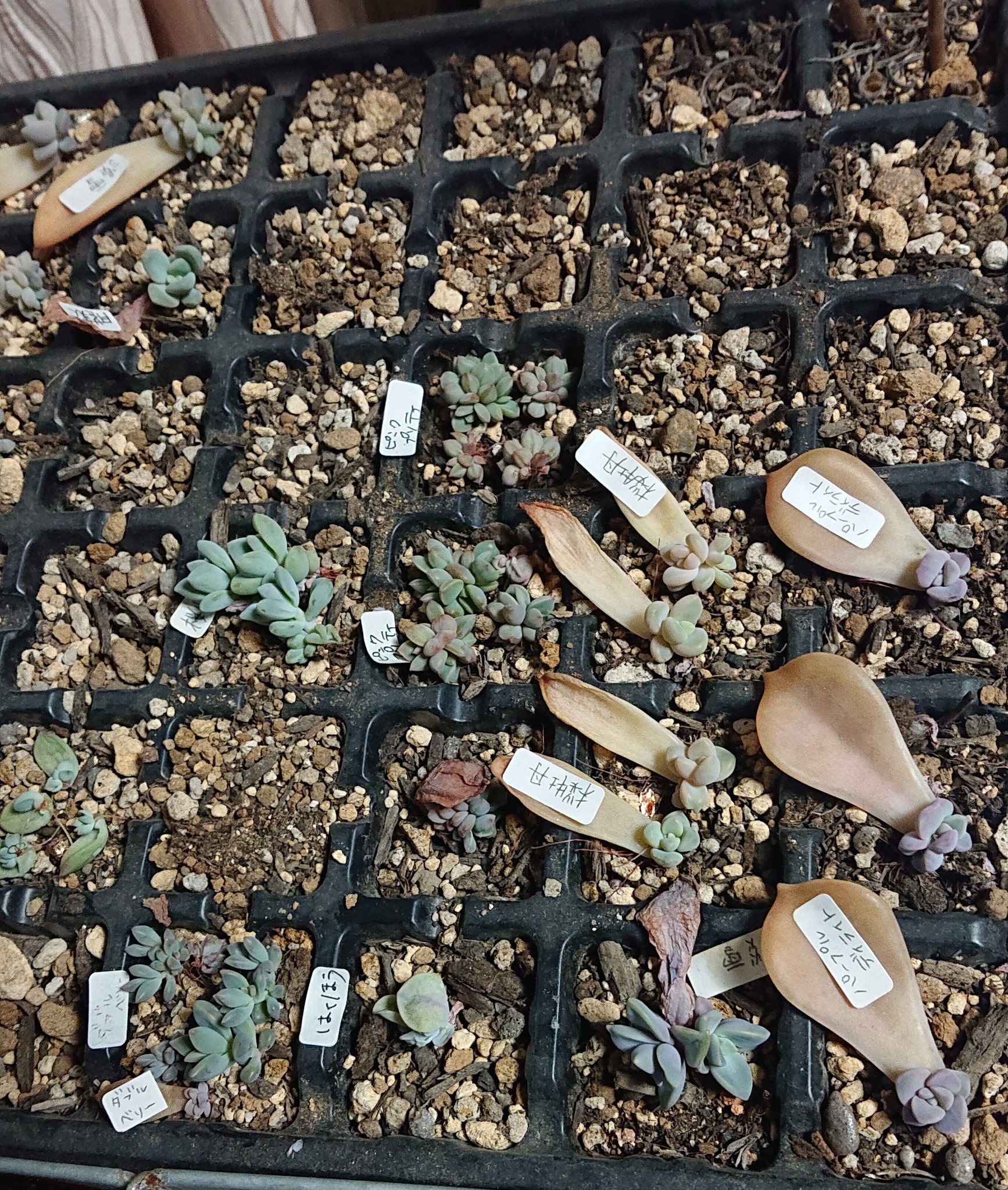 تويتر 有沢優花 على تويتر 葉挿し軍団の中から 本日ソロへの昇格させた子 どの子が選ばれたかわかるかなー W 多肉植物 葉挿し 淡雪 薄氷 ダブルベリー バイネシー 月花美人 スカーレット 桜牡丹 秋の霜 T Co Il2kgqti4f