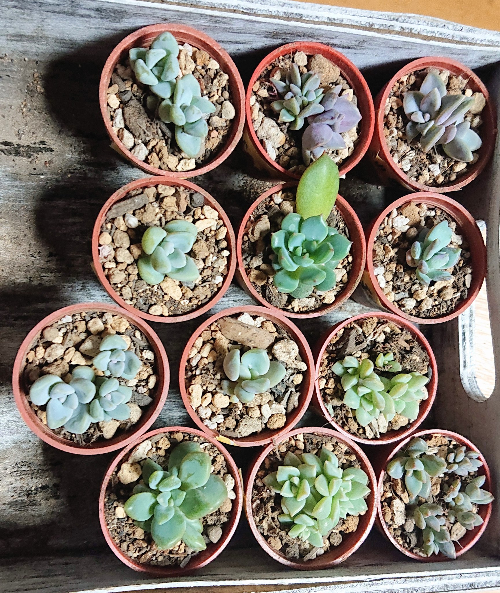 19 A 多肉植物 葉挿し Wing Zeikomi 植物 観葉植物 Cpmalaysia Com