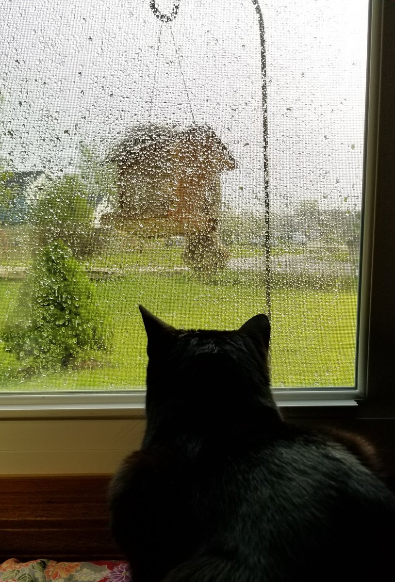 vintagepix's tweet photo. Another rainy day on the set of #BirdfeederTV: @yourevilcats watches the Squirrel Bandit stealing birdseed. Lilacs finally starting to bloom! #CatsOfTwitter  #BlackCat #SquirrelCrime #SpringWatch #wiwx https://t.co/NpM4pHXfLQ