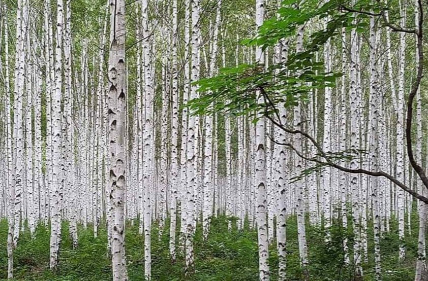 올해도 가야지...이 숲

인제 원대리 자작나무숲

(*더 더워지기 전에)