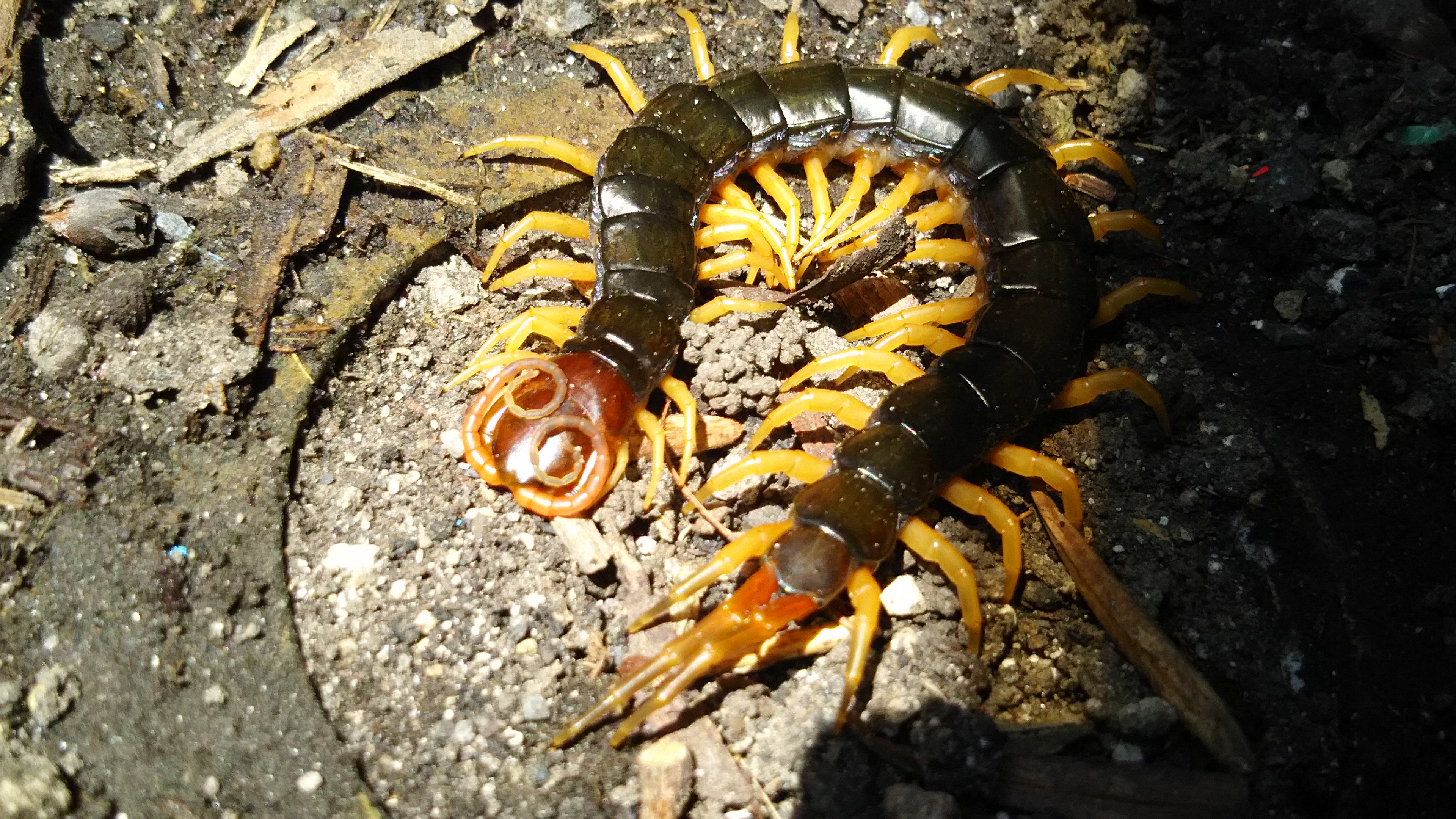 風人の虫部屋 Pa Twitter トビズムカデの時期になりました かわいい生き物ですが 危険なのでご注意ください 虫好き 危険生物 ムカデ T Co Ov4varcfby T Co Qxhla150rn Twitter