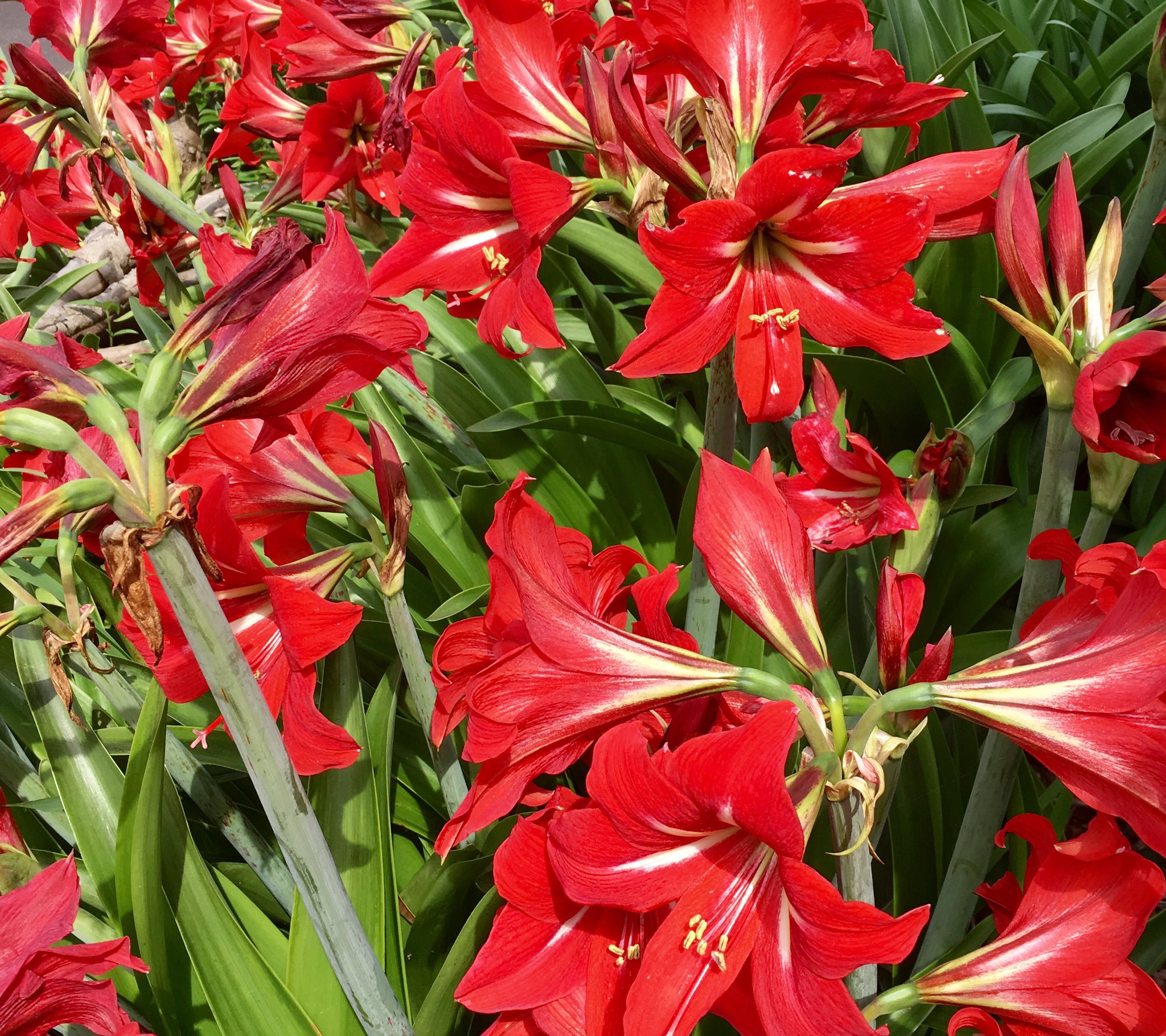 池ポチャ野郎 花が大きく鮮やかな色の花 アマリリス 花 フラワー 赤い花 球根植物 鮮やかな色の花 大輪の花 太い茎 百合に似た花 大きな花 T Co Vzhlntbpco Twitter