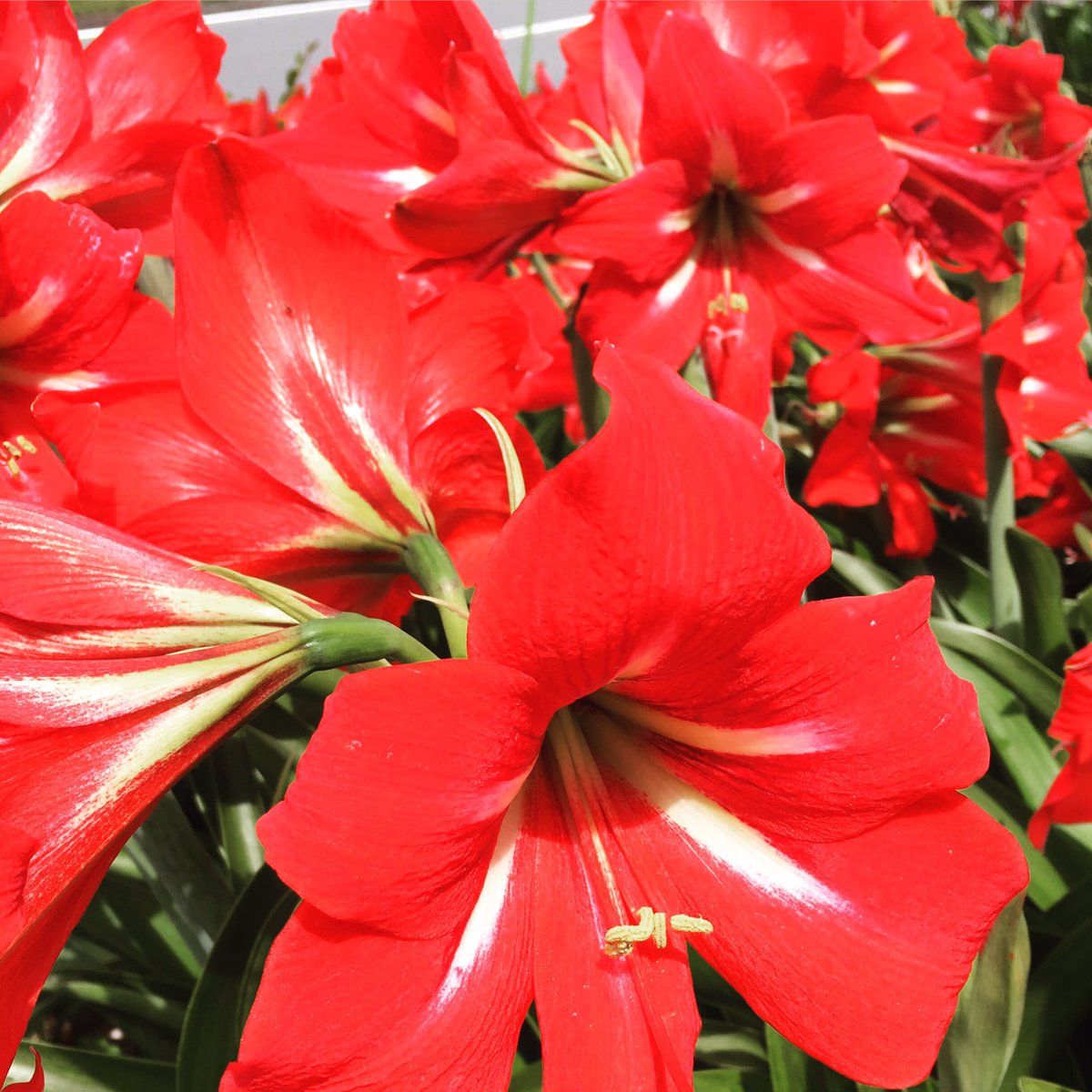池ポチャ野郎 花が大きく鮮やかな色の花 アマリリス 花 フラワー 赤い花 球根植物 鮮やかな色の花 大輪の花 太い茎 百合に似た花 大きな花