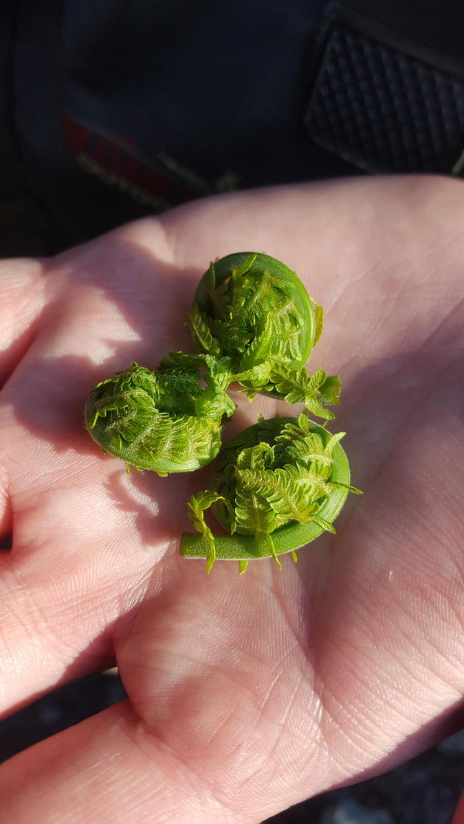 fishin4restofus's tweet photo. Enjoying some wild fiddleheads for breakfast at the trout creek! Nature has the best snacks!
#fftrou #fishing #wild #fiddleheads #breakfast #snacks #trout #creek #troutcreek #troutfishing #nature #naturesnacks https://t.co/kcR4zr9PJ9