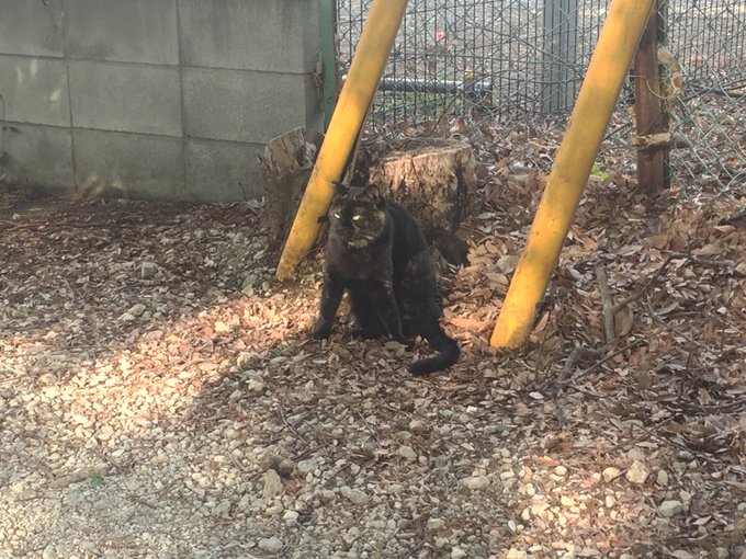 グラブルメンテのtwitterイラスト検索結果 古い順