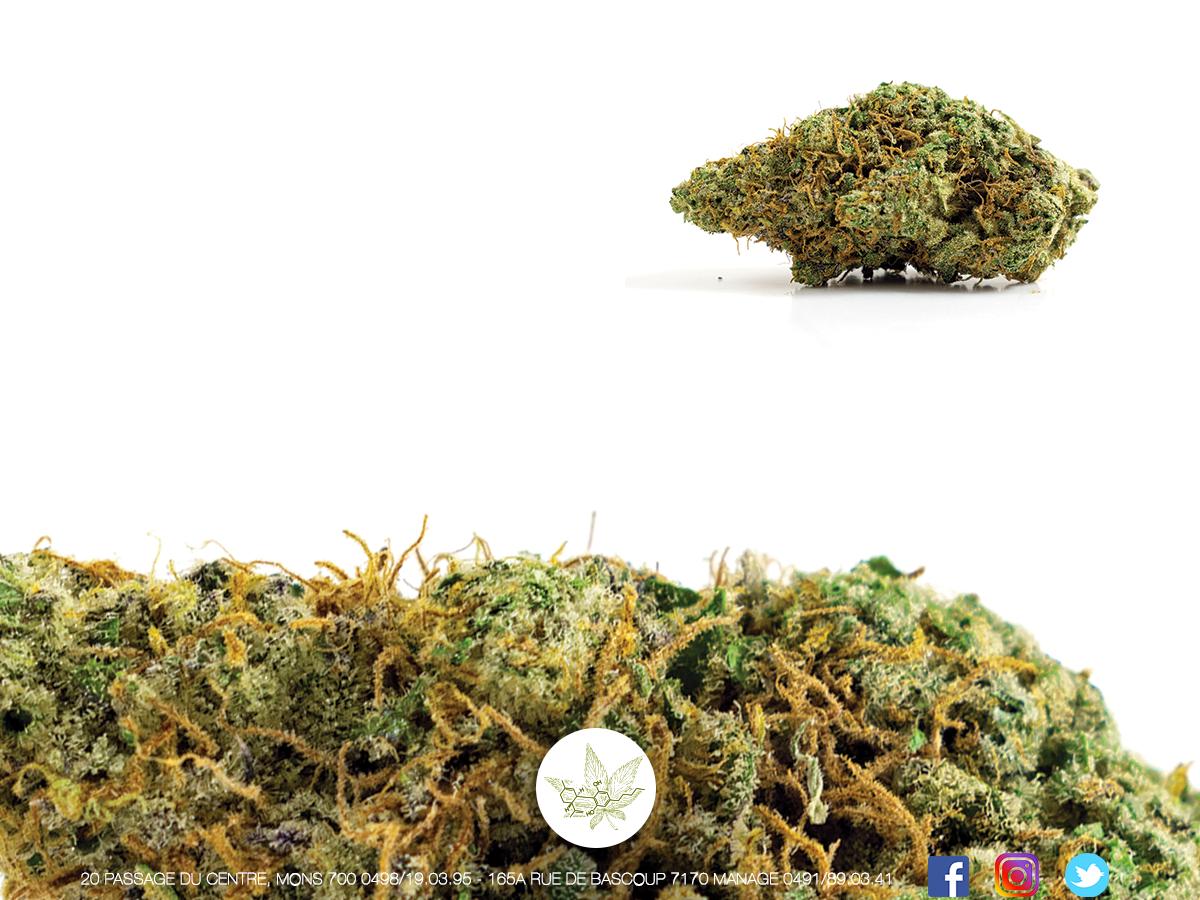 Paperandleaf_M's tweet photo. Super Lemon Haze CBD chez Paper&amp;Leaf !!

😍😍

La variété de cannabis hybride, Super Lemon Haze, est le résultat d’un croisement entre une Lemon Skunk et une Super Silver Haze. Le mariage entre ces deux variétés mythiques a produit cet incroyable génotype à dominance Sativa. https://t.co/8IVRpkc1Rh