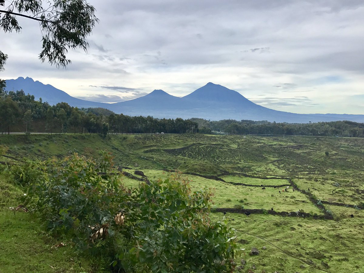 AmbRonAdam's tweet photo. What a breathtaking experience seeing the #Gorillas in Volcanoes National Park. Now I am ready for the Israelis to #VisitRwanda with @FlyRwandAir. Thank you @RDBrwanda and @RwandaMFA for an amazing and unforgettable experience. #Rwanda @visitrwanda_now #DiplomaticExcursion https://t.co/bMP49qbEll