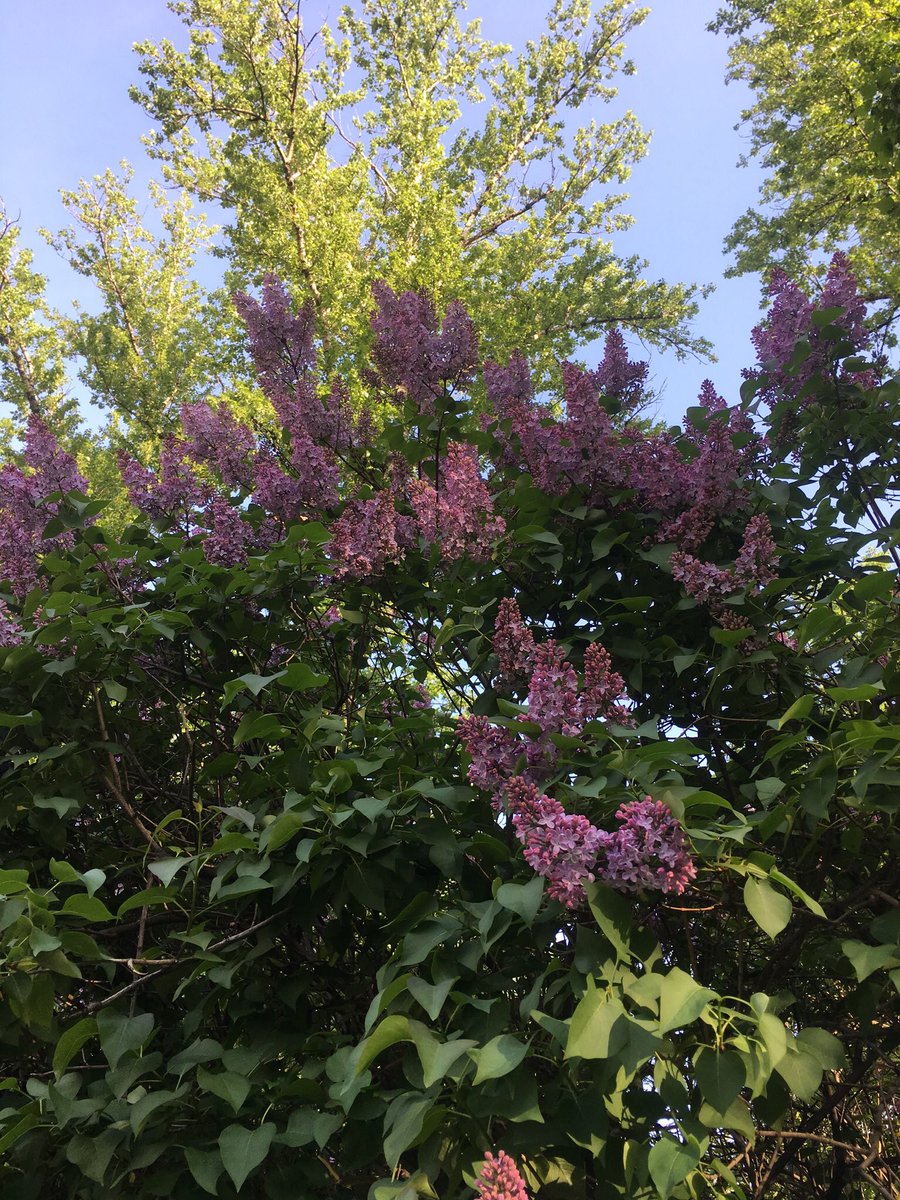 SholaJadi's tweet photo. #springtime #colors #Moscow #Russia https://t.co/NoJcCsTim0