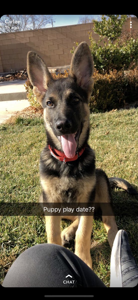 TickleMeAfro's tweet photo. Me and my gf got a cute German Shepard his name is rocko! https://t.co/yFHwn75VQM