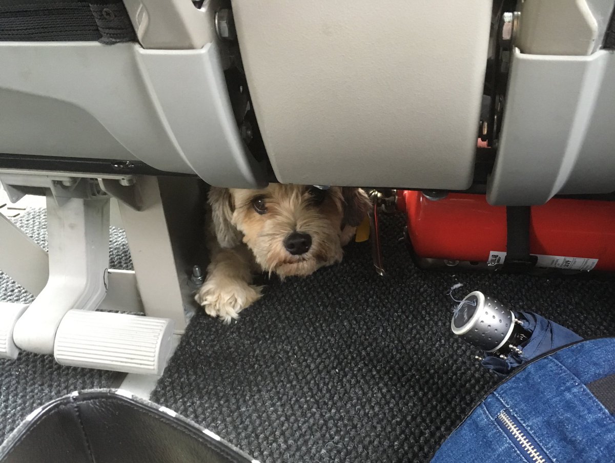 xMarinePearlx's tweet photo. A cute soft doggo in front of me on the bus!!! #BlessedTrip๐ https://t.co/pNM0EEmzOl