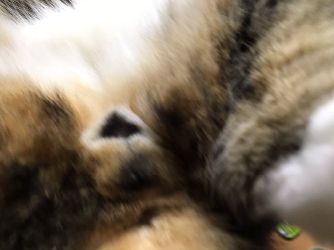 グラブルメンテのtwitterイラスト検索結果 古い順