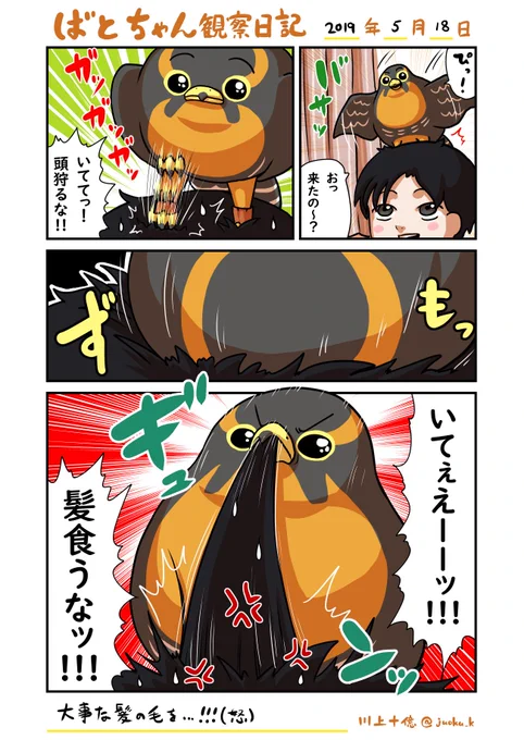 「だらけハヤブサ」の ばとちゃん観察日記 2019/05/18
禿げるからッッやめてくれッッッッ!!!!😭😡😇 