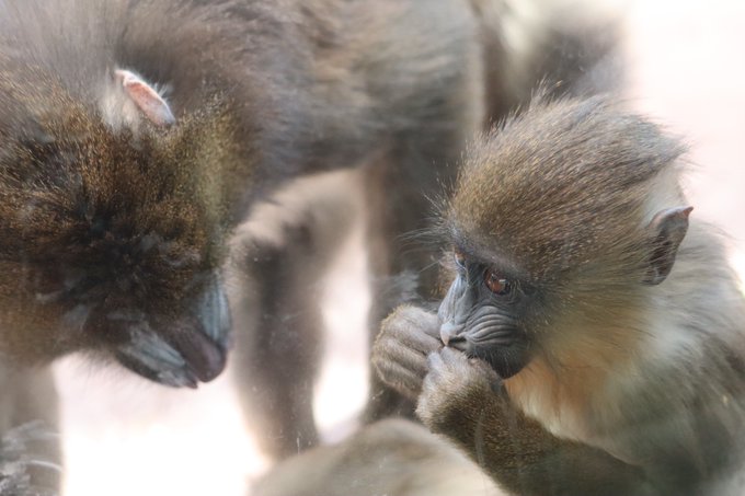 マンドリルのtwitterイラスト検索結果 古い順