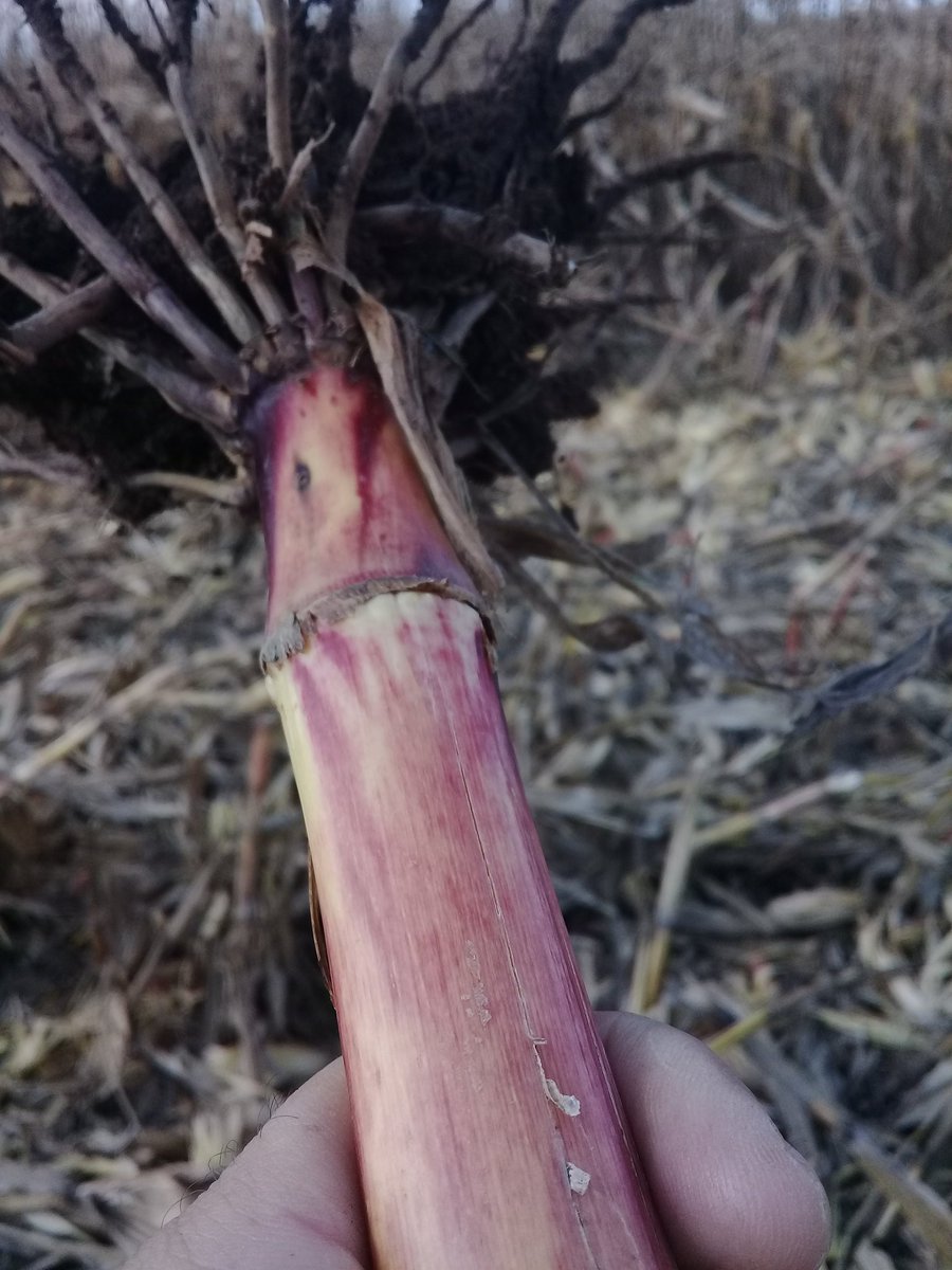 Las plantas que desde polinización comenzaron a verse más pequeñas y se entregaron antes, cerca de cosecha ya tenían alterada la coloración externa de la base. Hoy en cosecha todas las médulas de esas cañas están rosa-salmón y el desarrollo radicular es escaso.
Pudr X fusarium