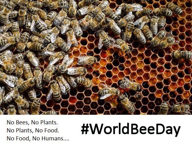IrishFoodGuide's tweet photo. Monday, May 20th 2019, is #WorldBeeDay 
No Bees, No Plants.
No Plants, No Food.
No Food, No Humans...
You can do Something about it! 
Support Your Local Honey Producer. https://t.co/gah1vAIxVU