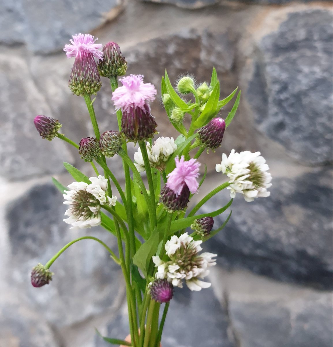 지칭개가 
한창이다
제 때를 아는 것처럼
좋아하는 것 하면서
살아야지요