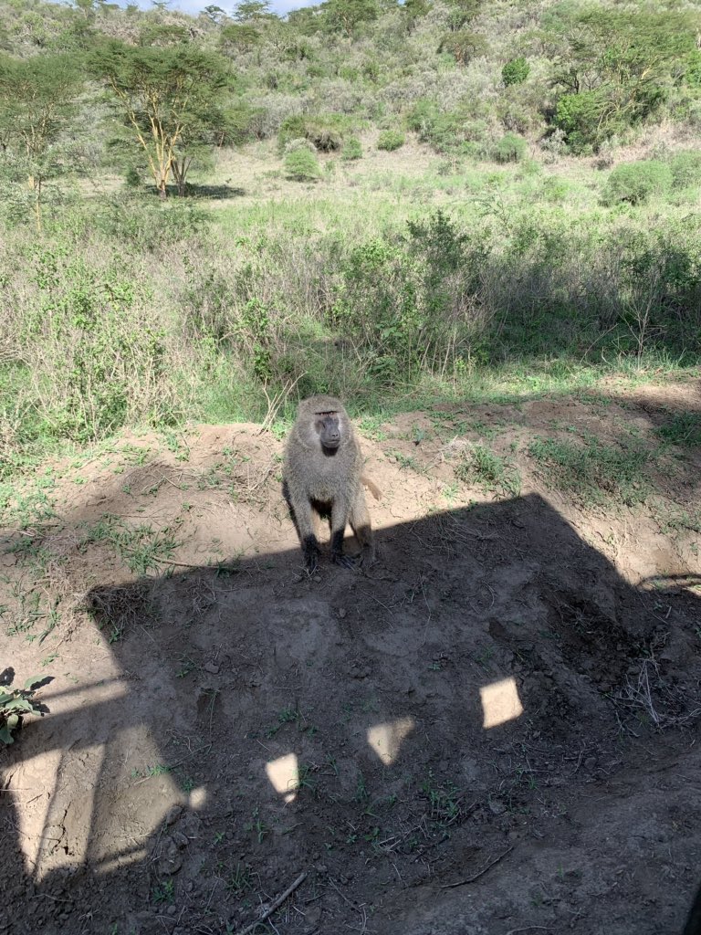 keellsseeyy's tweet photo. There are 5 species of baboon scattered across Africa and Arabia @BEAMStudyAbroad https://t.co/UwrdLGdH9n