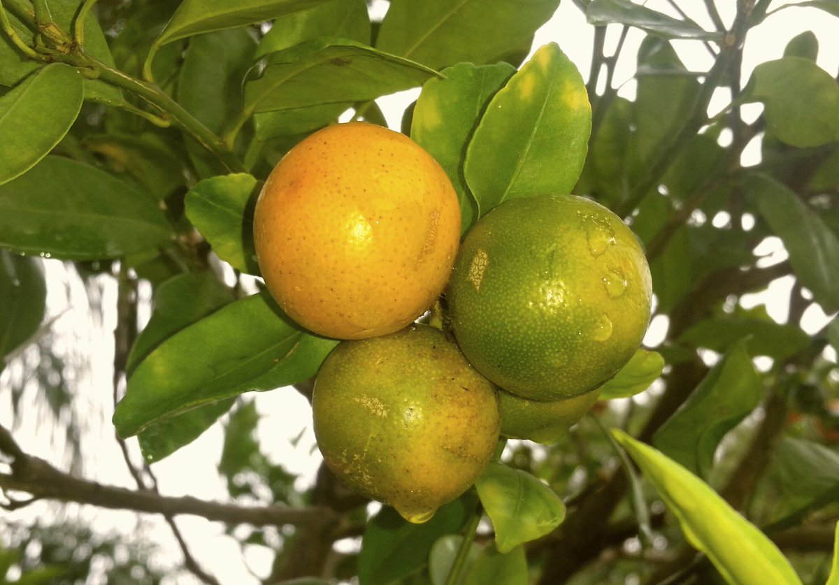 wilmalauder1's tweet image. 🍋🍊    Calamondin  🍊🍋

#fruits #FruitsBasket #fruitchat #GardenersWorld #citrusplus #Florida #SundayMorning #SundayThoughts #SundayMotivation
